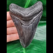 11.3 cm large dark tooth of the Megalodon