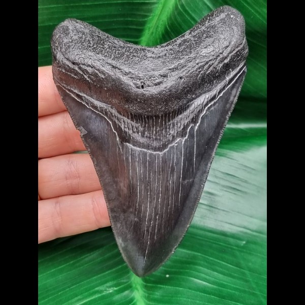 11,3 cm großer dunkler Zahn des Megalodon