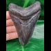 11,3 cm großer dunkler Zahn des Megalodon