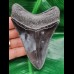 11,3 cm großer dunkler Zahn des Megalodon