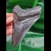 11.3 cm large dark tooth of the Megalodon