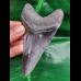 11,3 cm großer dunkler Zahn des Megalodon