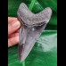 11.3 cm large dark tooth of the Megalodon