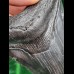 11.3 cm large dark tooth of the Megalodon