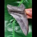 11,3 cm großer dunkler Zahn des Megalodon