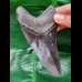 11,3 cm großer dunkler Zahn des Megalodon