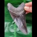 11.3 cm large dark tooth of the Megalodon