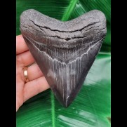 12.0 cm large tooth of Megalodon with very wide root