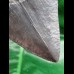 12,0 cm großer Zahn des Megalodon mit sehr breiter Wurzel