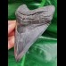 12,0 cm großer Zahn des Megalodon mit sehr breiter Wurzel