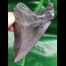 10,4 cm scharfer schwarzer Zahn des Megalodon Hai