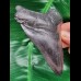 10,4 cm scharfer schwarzer Zahn des Megalodon Hai