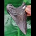 10,4 cm scharfer schwarzer Zahn des Megalodon Hai