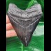 11,1 cm dunkler Zahn des Megalodon