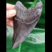 11,1 cm dunkler Zahn des Megalodon