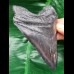 11,1 cm dunkler Zahn des Megalodon