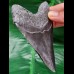 11,1 cm dunkler Zahn des Megalodon