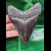 11,0 cm dunkler Zahn des Megalodon