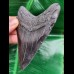 11,0 cm dark tooth of Megalodon