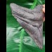11,0 cm dark tooth of Megalodon