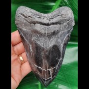 13,6 cm massive polished tooth of the Megalodon