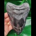 13,6 cm massiver polierter Zahn des Megalodon