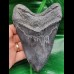 13,6 cm massiver polierter Zahn des Megalodon