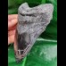 13,6 cm massiver polierter Zahn des Megalodon