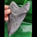 13,6 cm massiver polierter Zahn des Megalodon