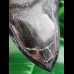 13,6 cm massiver polierter Zahn des Megalodon