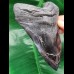 13,6 cm massiver polierter Zahn des Megalodon