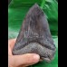 13,6 cm massiver polierter Zahn des Megalodon