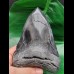 13,6 cm massiver polierter Zahn des Megalodon