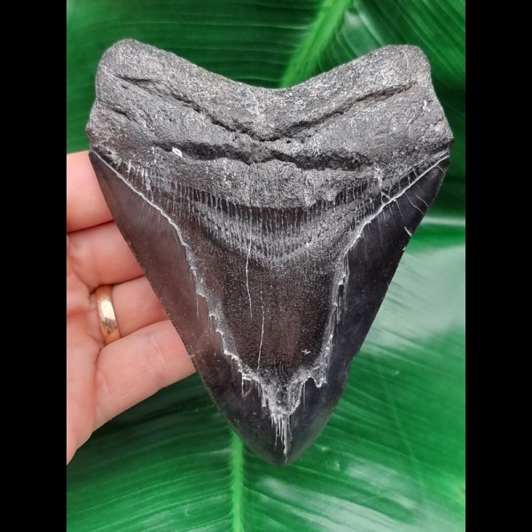 12,1 cm großer Zahn des Carcharocles Megalodon