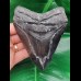 12,1 cm großer Zahn des Carcharocles Megalodon