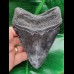12,1 cm large tooth of Carcharocles Megalodon