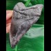 12,1 cm large tooth of Carcharocles Megalodon
