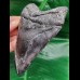 12,1 cm großer Zahn des Carcharocles Megalodon