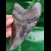 12,1 cm großer Zahn des Carcharocles Megalodon