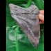 12,1 cm großer Zahn des Carcharocles Megalodon