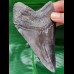 12,1 cm großer Zahn des Carcharocles Megalodon