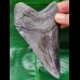 12,1 cm large tooth of Carcharocles Megalodon