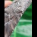 12,1 cm large tooth of Carcharocles Megalodon