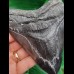 12,1 cm großer Zahn des Carcharocles Megalodon