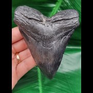 11,4 cm schwarzer Zahn des Megalodon