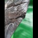 11,4 cm schwarzer Zahn des Megalodon