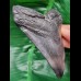 11,4 cm schwarzer Zahn des Megalodon