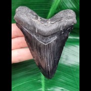 10,4 cm black tooth of Carcharocles Megalodon