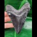 10,4 cm schwarzer Zahn des Carcharocles Megalodon