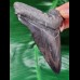 10,4 cm schwarzer Zahn des Carcharocles Megalodon